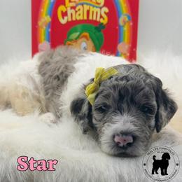 Star - Merle female Goldendoodle puppy in Ponchatoula, Louisiana from Real Life Furrytales