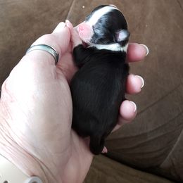Chihuahua Puppies from Toyville Chihuahuas