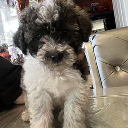 Moo - Maltipoo puppy in Salinas, California from Sugar's Maltipoo's and Frenchies