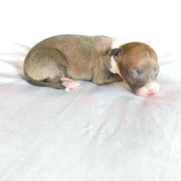 Francesca's Female 1 - Fawn female Italian Greyhound puppy in Sparta Tn And Caryville Fl, Tennessee from Summerwind Kennel