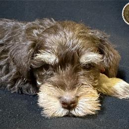 Rusty - Liver male Miniature Schnauzer puppy in Frankford, Delaware from Miniature Schnauzers of Delmarva