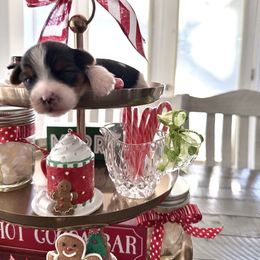 Mira - Parti female Yorkshire Terrier puppy in Nesbit, Mississippi from Bluff City Yorkies