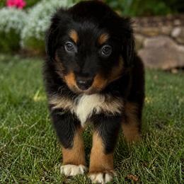 Ranger - Black tri-color male Australian Shepherd puppy in Harrah, Oklahoma from Kamm's Aussies