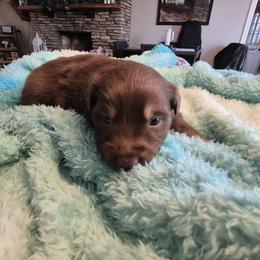 Hudson - Red tri-color male Australian Shepherd puppy in Harrodsburg, Kentucky from Triple M Aussies