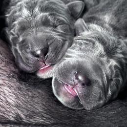 Jessie - Gray female Cane Corso puppy in Fairfield, California from Royal Class Kennels