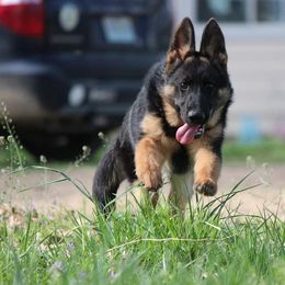 German Shepherd Puppies from Zwinger vom haus Huro