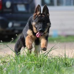 German Shepherd Puppies from Zwinger vom haus Huro