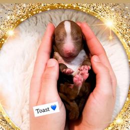 Toast - Red  male Goldendoodle puppy in Kissimmee, Florida from Poodle Doodle Kennels
