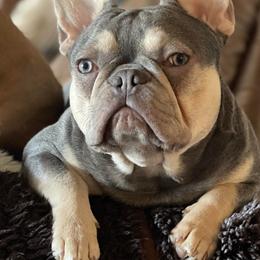 L.T. - French Bulldog