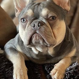 L.T. - French Bulldog