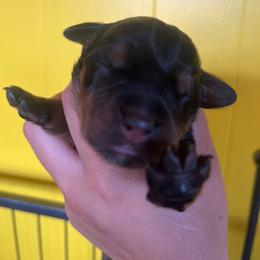 Red - Black and mahogany female Rottweiler puppy in Mancelona, Michigan from Nicolle Stone