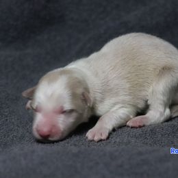 Romeo - Gold male Border Collie puppy in Richmond, Maine from Lil Maine Border Collies