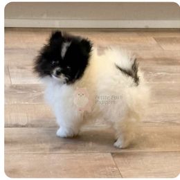 Denali - Pomeranian