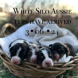 Australian Shepherd Puppies from White Silo Aussies