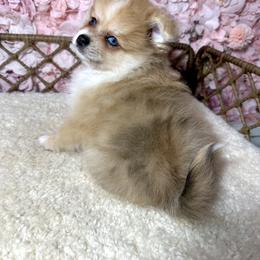 Pomeranian Puppies from Nel’s Pomeranians