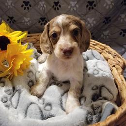 Lottie - Dapple female Dachshund puppy in Leesburg, Ohio from Lees Creek Dachshunds