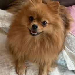 Scarlett - Pomeranian