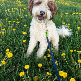 Kenai Bob - Goldendoodle