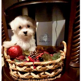 Maltese Puppies from OT Maltese & Co