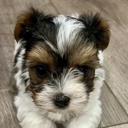 Girl 1 - female Yorkshire Terrier puppy in Bryan, Texas from Shayle's Yorkie Pups