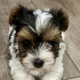 Girl 1 - female Yorkshire Terrier puppy in Bryan, Texas from Shayle's Yorkie Pups