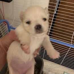 American Staffordshire Terrier and Chihuahua Puppies from Bellastaff