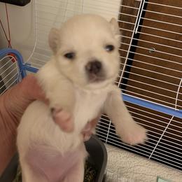 American Staffordshire Terrier and Chihuahua Puppies from Bellastaff