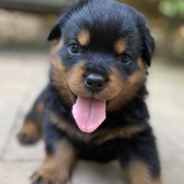 Green Collar - Black and mahogany male Rottweiler puppy in Linthicum, Maryland from Of The Saints Rottweilers