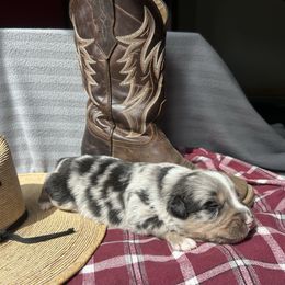 Rodeo - Blue merle male Australian Shepherd puppy in Litchfield, New Hampshire from Aussies Edge Farm