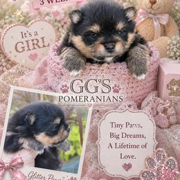 Wisdom now Wicket - Black and tan female Pomeranian puppy in Oologah, Oklahoma from GG's Pomeranians