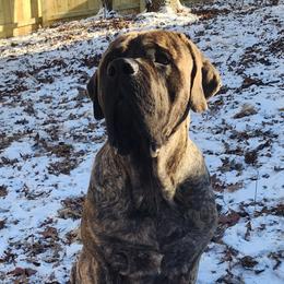 Owin - Mastiff