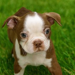 Casey - Red male Boston Terrier puppy in Powell Butte, Oregon from RVF Boston Terriers