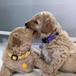 Double Doodle and Goldendoodle Puppies from Big Red Paw Doodles