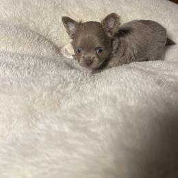 Chihuahua Puppies from Anastasia’s Tiny Pupps