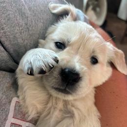 Yellow collar - Light golden female Golden Retriever puppy in Indianapolis, Indiana from ZuGolden Retrievers & Doodles