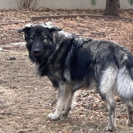 Vali - Shiloh Shepherd