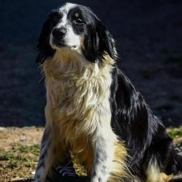 Mary - Australian Shepherd