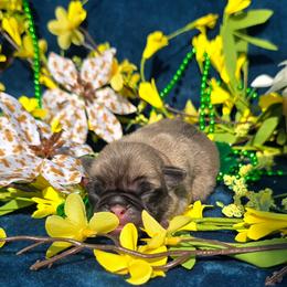 Fawn Boy - Fawn male Pug puppy in Tulsa, Oklahoma from Locust Creek Pugs