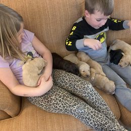 Goldendoodle Puppies from Blue Valley Goldendoodles