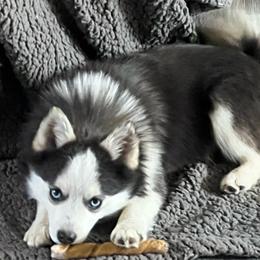 Sparky - Pomsky