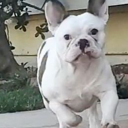 French Bulldogs from Pown4pown