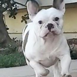 French Bulldogs from Pown4pown