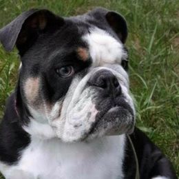 Bulldogs from Gangsta Bulldogs
