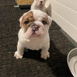 Bulldog and French Bulldog Puppies from The Georgia Bully Bunch