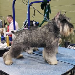 Lanie - Miniature Schnauzer