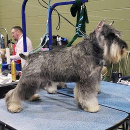 Lanie - Miniature Schnauzer