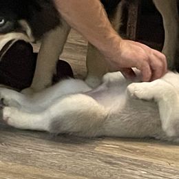 Siberian Husky Puppies from McDonald's Homegrown Huskies