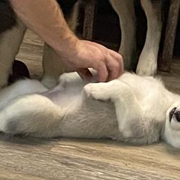 Siberian Husky Puppies from McDonald's Homegrown Huskies