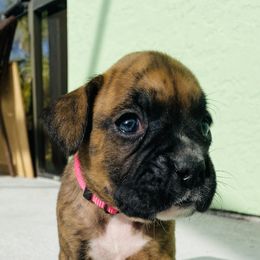 Boxer Puppies from Kruse Boxers