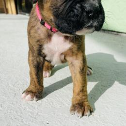 Boxer Puppies from Kruse Boxers